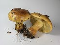 Cortinarius_nanceiensis_var_bulbopodius_Gelbflockiger Schleimkopf_8201
